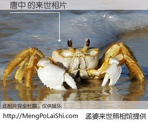 #孟婆来世照相馆# 【唐中 来世的未来相片】一碗梦婆汤，忘却了今生爱与痛，了无牵挂进入轮回。再相遇，已是天涯陌路人。可否借我一双慧眼，看清今生与来世？孟婆来世照相馆，触摸你的未来。唐中 来世的未来相片，有图有真相：