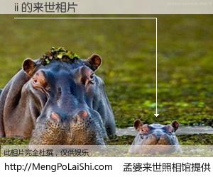 #孟婆来世照相馆# 【ii 来世的未来相片】一碗梦婆汤，忘却了今生爱与痛，了无牵挂进入轮回。再相遇，已是天涯陌路人。可否借我一双慧眼，看清今生与来世？孟婆来世照相馆，触摸你的未来。ii 来世的未来相片，有图有真相：