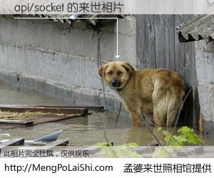 #孟婆来世照相馆# 【api/socket 来世的未来相片】一碗梦婆汤，忘却了今生爱与痛，了无牵挂进入轮回。再相遇，已是天涯陌路人。可否借我一双慧眼，看清今生与来世？孟婆来世照相馆，触摸你的未来。api/socket 来世的未来相片，有图有真相：