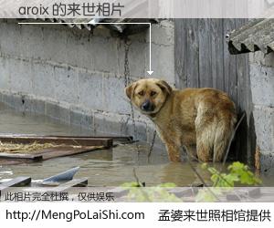 #孟婆来世照相馆# 【aroix 来世的未来相片】一碗梦婆汤，忘却了今生爱与痛，了无牵挂进入轮回。再相遇，已是天涯陌路人。可否借我一双慧眼，看清今生与来世？孟婆来世照相馆，触摸你的未来。aroix 来世的未来相片，有图有真相：