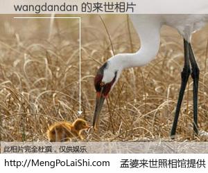 #孟婆来世照相馆# 【wangdandan 来世的未来相片】一碗梦婆汤，忘却了今生爱与痛，了无牵挂进入轮回。再相遇，已是天涯陌路人。可否借我一双慧眼，看清今生与来世？孟婆来世照相馆，触摸你的未来。wangdandan 来世的未来相片，有图有真相：