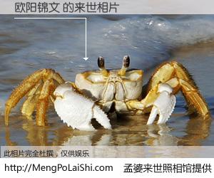 #孟婆来世照相馆# 【欧阳锦文 来世的未来相片】一碗梦婆汤，忘却了今生爱与痛，了无牵挂进入轮回。再相遇，已是天涯陌路人。可否借我一双慧眼，看清今生与来世？孟婆来世照相馆，触摸你的未来。欧阳锦文 来世的未来相片，有图有真相：