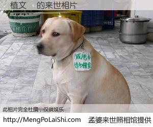 #孟婆来世照相馆# 【植文顯 来世的未来相片】一碗梦婆汤，忘却了今生爱与痛，了无牵挂进入轮回。再相遇，已是天涯陌路人。可否借我一双慧眼，看清今生与来世？孟婆来世照相馆，触摸你的未来。植文顯 来世的未来相片，有图有真相：