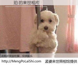 #孟婆来世照相馆# 【楊璟珀 来世的未来相片】一碗梦婆汤，忘却了今生爱与痛，了无牵挂进入轮回。再相遇，已是天涯陌路人。可否借我一双慧眼，看清今生与来世？孟婆来世照相馆，触摸你的未来。楊璟珀 来世的未来相片，有图有真相：