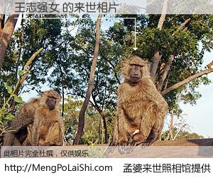 #孟婆来世照相馆# 【王志强女 来世的未来相片】一碗梦婆汤，忘却了今生爱与痛，了无牵挂进入轮回。再相遇，已是天涯陌路人。可否借我一双慧眼，看清今生与来世？孟婆来世照相馆，触摸你的未来。王志强女 来世的未来相片，有图有真相：