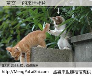 #孟婆来世照相馆# 【莫文偉 来世的未来相片】一碗梦婆汤，忘却了今生爱与痛，了无牵挂进入轮回。再相遇，已是天涯陌路人。可否借我一双慧眼，看清今生与来世？孟婆来世照相馆，触摸你的未来。莫文偉 来世的未来相片，有图有真相：