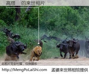 #孟婆来世照相馆# 【高煜欽 来世的未来相片】一碗梦婆汤，忘却了今生爱与痛，了无牵挂进入轮回。再相遇，已是天涯陌路人。可否借我一双慧眼，看清今生与来世？孟婆来世照相馆，触摸你的未来。高煜欽 来世的未来相片，有图有真相：
