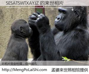 #孟婆来世照相馆# 【SESATSWTXAYJZ 来世的未来相片】一碗梦婆汤，忘却了今生爱与痛，了无牵挂进入轮回。再相遇，已是天涯陌路人。可否借我一双慧眼，看清今生与来世？孟婆来世照相馆，触摸你的未来。SESATSWTXAYJZ 来世的未来相片，有图有真相：