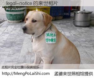 #孟婆来世照相馆# 【legal-notice 来世的未来相片】一碗梦婆汤，忘却了今生爱与痛，了无牵挂进入轮回。再相遇，已是天涯陌路人。可否借我一双慧眼，看清今生与来世？孟婆来世照相馆，触摸你的未来。legal-notice 来世的未来相片，有图有真相：
