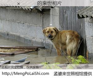 #孟婆来世照相馆# 【������ 来世的未来相片】一碗梦婆汤，忘却了今生爱与痛，了无牵挂进入轮回。再相遇，已是天涯陌路人。可否借我一双慧眼，看清今生与来世？孟婆来世照相馆，触摸你的未来。������ 来世的未来相片，有图有真相：