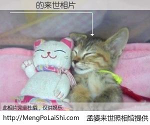 #孟婆来世照相馆# 【楊凱誠 来世的未来相片】一碗梦婆汤，忘却了今生爱与痛，了无牵挂进入轮回。再相遇，已是天涯陌路人。可否借我一双慧眼，看清今生与来世？孟婆来世照相馆，触摸你的未来。楊凱誠 来世的未来相片，有图有真相：