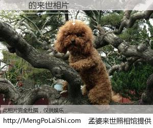 #孟婆来世照相馆# 【湯湧 来世的未来相片】一碗梦婆汤，忘却了今生爱与痛，了无牵挂进入轮回。再相遇，已是天涯陌路人。可否借我一双慧眼，看清今生与来世？孟婆来世照相馆，触摸你的未来。湯湧 来世的未来相片，有图有真相：