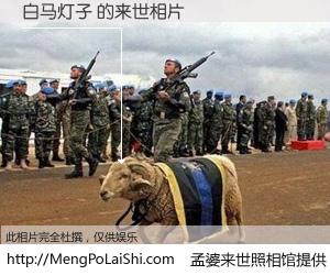 #孟婆来世照相馆# 【白马灯子 来世的未来相片】一碗梦婆汤，忘却了今生爱与痛，了无牵挂进入轮回。再相遇，已是天涯陌路人。可否借我一双慧眼，看清今生与来世？孟婆来世照相馆，触摸你的未来。白马灯子 来世的未来相片，有图有真相：