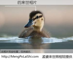 #孟婆来世照相馆# 【趙旻軒 来世的未来相片】一碗梦婆汤，忘却了今生爱与痛，了无牵挂进入轮回。再相遇，已是天涯陌路人。可否借我一双慧眼，看清今生与来世？孟婆来世照相馆，触摸你的未来。趙旻軒 来世的未来相片，有图有真相：