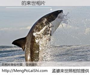 #孟婆来世照相馆# 【陳詩諒 来世的未来相片】一碗梦婆汤，忘却了今生爱与痛，了无牵挂进入轮回。再相遇，已是天涯陌路人。可否借我一双慧眼，看清今生与来世？孟婆来世照相馆，触摸你的未来。陳詩諒 来世的未来相片，有图有真相：