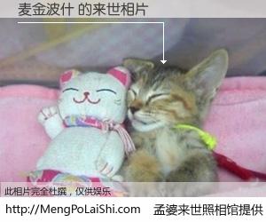 #孟婆来世照相馆# 【麦金波什 来世的未来相片】一碗梦婆汤，忘却了今生爱与痛，了无牵挂进入轮回。再相遇，已是天涯陌路人。可否借我一双慧眼，看清今生与来世？孟婆来世照相馆，触摸你的未来。麦金波什 来世的未来相片，有图有真相：