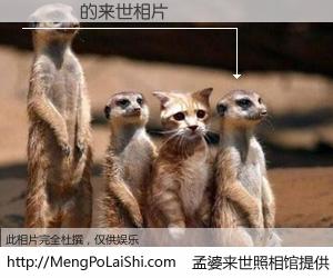 #孟婆来世照相馆# 【黃義順 来世的未来相片】一碗梦婆汤，忘却了今生爱与痛，了无牵挂进入轮回。再相遇，已是天涯陌路人。可否借我一双慧眼，看清今生与来世？孟婆来世照相馆，触摸你的未来。黃義順 来世的未来相片，有图有真相：