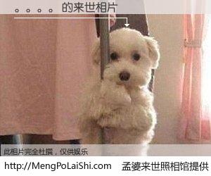 #孟婆来世照相馆# 【。。。。 来世的未来相片】一碗梦婆汤，忘却了今生爱与痛，了无牵挂进入轮回。再相遇，已是天涯陌路人。可否借我一双慧眼，看清今生与来世？孟婆来世照相馆，触摸你的未来。。。。。 来世的未来相片，有图有真相：