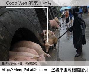 #孟婆来世照相馆# 【Goda Wen 来世的未来相片】一碗梦婆汤，忘却了今生爱与痛，了无牵挂进入轮回。再相遇，已是天涯陌路人。可否借我一双慧眼，看清今生与来世？孟婆来世照相馆，触摸你的未来。Goda Wen 来世的未来相片，有图有真相：