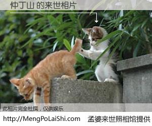 #孟婆来世照相馆# 【仲丁山 来世的未来相片】一碗梦婆汤，忘却了今生爱与痛，了无牵挂进入轮回。再相遇，已是天涯陌路人。可否借我一双慧眼，看清今生与来世？孟婆来世照相馆，触摸你的未来。仲丁山 来世的未来相片，有图有真相：