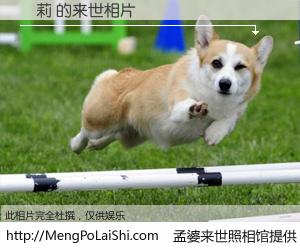 #孟婆来世照相馆# 【張莉 来世的未来相片】一碗梦婆汤，忘却了今生爱与痛，了无牵挂进入轮回。再相遇，已是天涯陌路人。可否借我一双慧眼，看清今生与来世？孟婆来世照相馆，触摸你的未来。張莉 来世的未来相片，有图有真相：