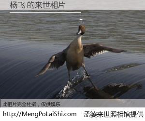 #孟婆来世照相馆# 【杨飞 来世的未来相片】一碗梦婆汤，忘却了今生爱与痛，了无牵挂进入轮回。再相遇，已是天涯陌路人。可否借我一双慧眼，看清今生与来世？孟婆来世照相馆，触摸你的未来。杨飞 来世的未来相片，有图有真相：