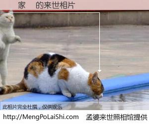 #孟婆来世照相馆# 【葉家維 来世的未来相片】一碗梦婆汤，忘却了今生爱与痛，了无牵挂进入轮回。再相遇，已是天涯陌路人。可否借我一双慧眼，看清今生与来世？孟婆来世照相馆，触摸你的未来。葉家維 来世的未来相片，有图有真相：