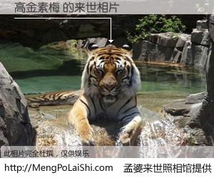 #孟婆来世照相馆# 【高金素梅 来世的未来相片】一碗梦婆汤，忘却了今生爱与痛，了无牵挂进入轮回。再相遇，已是天涯陌路人。可否借我一双慧眼，看清今生与来世？孟婆来世照相馆，触摸你的未来。高金素梅 来世的未来相片，有图有真相：