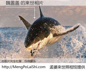 #孟婆来世照相馆# 【魏盖盖 来世的未来相片】一碗梦婆汤，忘却了今生爱与痛，了无牵挂进入轮回。再相遇，已是天涯陌路人。可否借我一双慧眼，看清今生与来世？孟婆来世照相馆，触摸你的未来。魏盖盖 来世的未来相片，有图有真相：