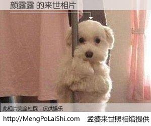 #孟婆来世照相馆# 【颜露露 来世的未来相片】一碗梦婆汤，忘却了今生爱与痛，了无牵挂进入轮回。再相遇，已是天涯陌路人。可否借我一双慧眼，看清今生与来世？孟婆来世照相馆，触摸你的未来。颜露露 来世的未来相片，有图有真相：