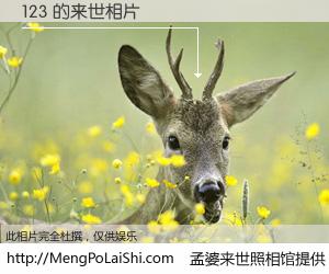 #孟婆来世照相馆# 【123 来世的未来相片】一碗梦婆汤，忘却了今生爱与痛，了无牵挂进入轮回。再相遇，已是天涯陌路人。可否借我一双慧眼，看清今生与来世？孟婆来世照相馆，触摸你的未来。123 来世的未来相片，有图有真相：