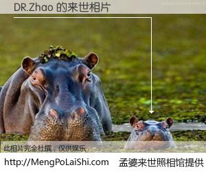 #孟婆来世照相馆# 【DR.Zhao 来世的未来相片】一碗梦婆汤，忘却了今生爱与痛，了无牵挂进入轮回。再相遇，已是天涯陌路人。可否借我一双慧眼，看清今生与来世？孟婆来世照相馆，触摸你的未来。DR.Zhao 来世的未来相片，有图有真相：