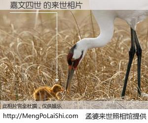 #孟婆来世照相馆# 【嘉文四世 来世的未来相片】一碗梦婆汤，忘却了今生爱与痛，了无牵挂进入轮回。再相遇，已是天涯陌路人。可否借我一双慧眼，看清今生与来世？孟婆来世照相馆，触摸你的未来。嘉文四世 来世的未来相片，有图有真相：