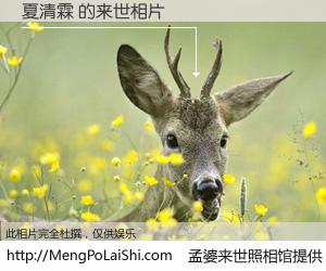 #孟婆来世照相馆# 【夏清霖 来世的未来相片】一碗梦婆汤，忘却了今生爱与痛，了无牵挂进入轮回。再相遇，已是天涯陌路人。可否借我一双慧眼，看清今生与来世？孟婆来世照相馆，触摸你的未来。夏清霖 来世的未来相片，有图有真相：