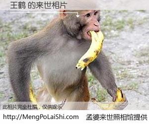 #孟婆来世照相馆# 【王鹤 来世的未来相片】一碗梦婆汤，忘却了今生爱与痛，了无牵挂进入轮回。再相遇，已是天涯陌路人。可否借我一双慧眼，看清今生与来世？孟婆来世照相馆，触摸你的未来。王鹤 来世的未来相片，有图有真相：