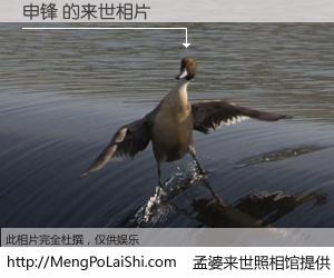 #孟婆来世照相馆# 【申锋 来世的未来相片】一碗梦婆汤，忘却了今生爱与痛，了无牵挂进入轮回。再相遇，已是天涯陌路人。可否借我一双慧眼，看清今生与来世？孟婆来世照相馆，触摸你的未来。申锋 来世的未来相片，有图有真相：