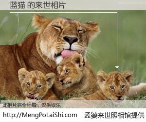 #孟婆来世照相馆# 【蓝猫 来世的未来相片】一碗梦婆汤，忘却了今生爱与痛，了无牵挂进入轮回。再相遇，已是天涯陌路人。可否借我一双慧眼，看清今生与来世？孟婆来世照相馆，触摸你的未来。蓝猫 来世的未来相片，有图有真相：