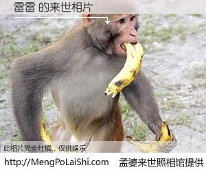 #孟婆来世照相馆# 【雷雷 来世的未来相片】一碗梦婆汤，忘却了今生爱与痛，了无牵挂进入轮回。再相遇，已是天涯陌路人。可否借我一双慧眼，看清今生与来世？孟婆来世照相馆，触摸你的未来。雷雷 来世的未来相片，有图有真相：