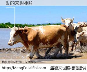 #孟婆来世照相馆# 【& 来世的未来相片】一碗梦婆汤，忘却了今生爱与痛，了无牵挂进入轮回。再相遇，已是天涯陌路人。可否借我一双慧眼，看清今生与来世？孟婆来世照相馆，触摸你的未来。& 来世的未来相片，有图有真相：