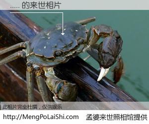 #孟婆来世照相馆# 【..... 来世的未来相片】一碗梦婆汤，忘却了今生爱与痛，了无牵挂进入轮回。再相遇，已是天涯陌路人。可否借我一双慧眼，看清今生与来世？孟婆来世照相馆，触摸你的未来。..... 来世的未来相片，有图有真相：