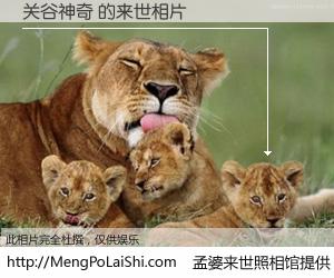 #孟婆来世照相馆# 【关谷神奇 来世的未来相片】一碗梦婆汤，忘却了今生爱与痛，了无牵挂进入轮回。再相遇，已是天涯陌路人。可否借我一双慧眼，看清今生与来世？孟婆来世照相馆，触摸你的未来。关谷神奇 来世的未来相片，有图有真相：