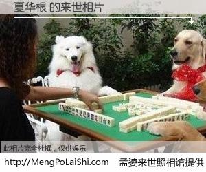 #孟婆来世照相馆# 【夏华根 来世的未来相片】一碗梦婆汤，忘却了今生爱与痛，了无牵挂进入轮回。再相遇，已是天涯陌路人。可否借我一双慧眼，看清今生与来世？孟婆来世照相馆，触摸你的未来。夏华根 来世的未来相片，有图有真相：