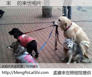 #孟婆来世照相馆# 【宋珣 来世的未来相片】一碗梦婆汤，忘却了今生爱与痛，了无牵挂进入轮回。再相遇，已是天涯陌路人。可否借我一双慧眼，看清今生与来世？孟婆来世照相馆，触摸你的未来。宋珣 来世的未来相片，有图有真相：