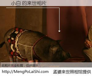 #孟婆来世照相馆# 【張小白 来世的未来相片】一碗梦婆汤，忘却了今生爱与痛，了无牵挂进入轮回。再相遇，已是天涯陌路人。可否借我一双慧眼，看清今生与来世？孟婆来世照相馆，触摸你的未来。張小白 来世的未来相片，有图有真相：