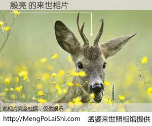 #孟婆来世照相馆# 【殷亮 来世的未来相片】一碗梦婆汤，忘却了今生爱与痛，了无牵挂进入轮回。再相遇，已是天涯陌路人。可否借我一双慧眼，看清今生与来世？孟婆来世照相馆，触摸你的未来。殷亮 来世的未来相片，有图有真相：