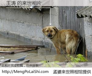 #孟婆来世照相馆# 【王涛 来世的未来相片】一碗梦婆汤，忘却了今生爱与痛，了无牵挂进入轮回。再相遇，已是天涯陌路人。可否借我一双慧眼，看清今生与来世？孟婆来世照相馆，触摸你的未来。王涛 来世的未来相片，有图有真相：