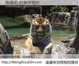 #孟婆来世照相馆# 【陈蓓莉 来世的未来相片】一碗梦婆汤，忘却了今生爱与痛，了无牵挂进入轮回。再相遇，已是天涯陌路人。可否借我一双慧眼，看清今生与来世？孟婆来世照相馆，触摸你的未来。陈蓓莉 来世的未来相片，有图有真相：