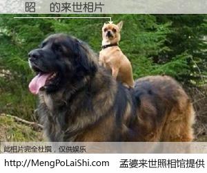 #孟婆来世照相馆# 【陳昭潔 来世的未来相片】一碗梦婆汤，忘却了今生爱与痛，了无牵挂进入轮回。再相遇，已是天涯陌路人。可否借我一双慧眼，看清今生与来世？孟婆来世照相馆，触摸你的未来。陳昭潔 来世的未来相片，有图有真相：