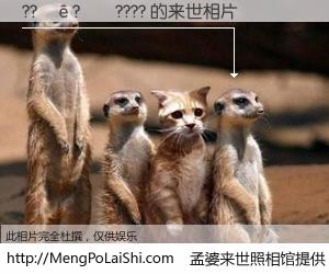 #孟婆来世照相馆# 【??��?��???? 来世的未来相片】一碗梦婆汤，忘却了今生爱与痛，了无牵挂进入轮回。再相遇，已是天涯陌路人。可否借我一双慧眼，看清今生与来世？孟婆来世照相馆，触摸你的未来。??��?��???? 来世的未来相片，有图有真相：