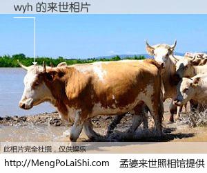 #孟婆来世照相馆# 【wyh 来世的未来相片】一碗梦婆汤，忘却了今生爱与痛，了无牵挂进入轮回。再相遇，已是天涯陌路人。可否借我一双慧眼，看清今生与来世？孟婆来世照相馆，触摸你的未来。wyh 来世的未来相片，有图有真相：